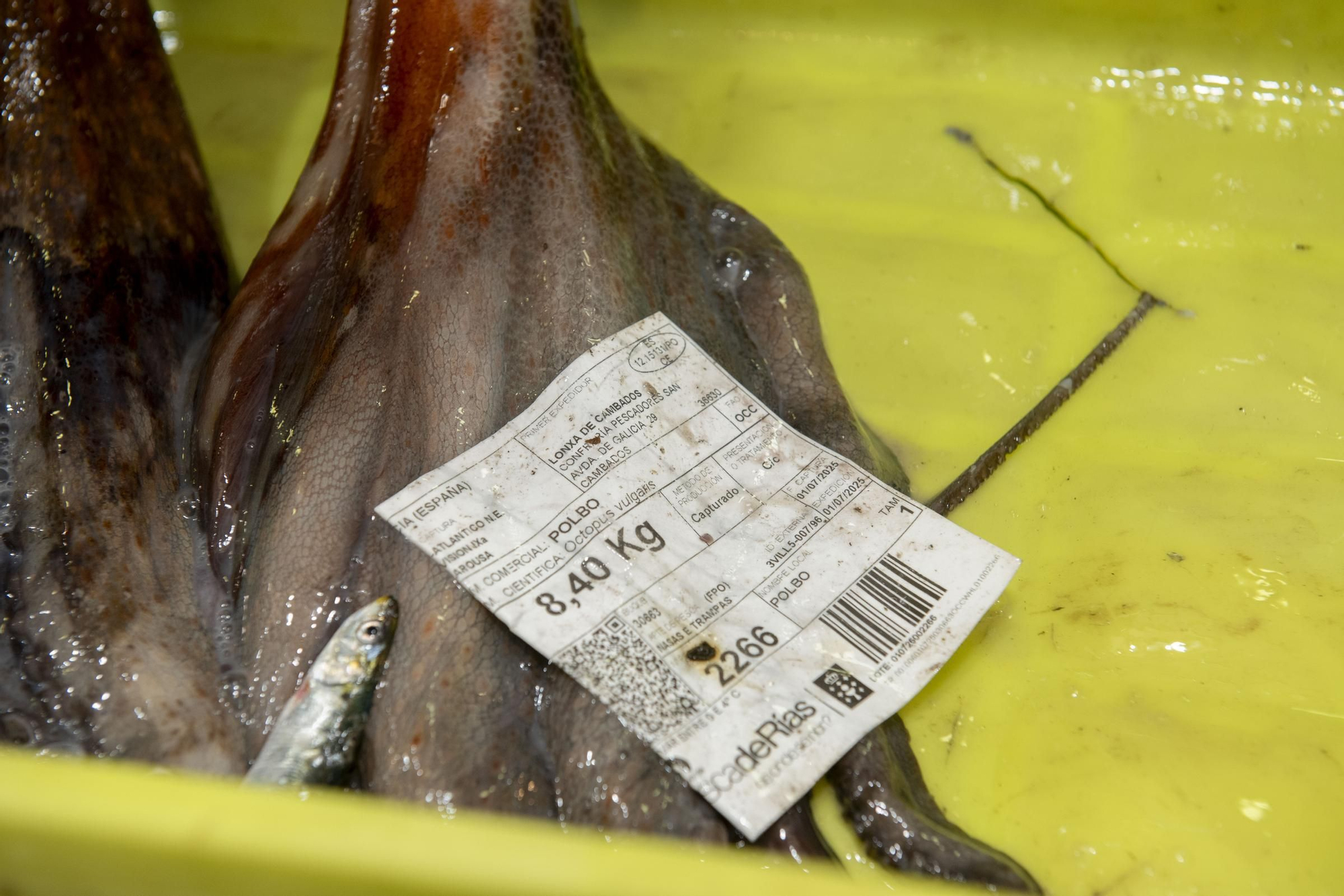 El pulpo gallego vuelve a los mercados de A Coruña tras tres meses de veda