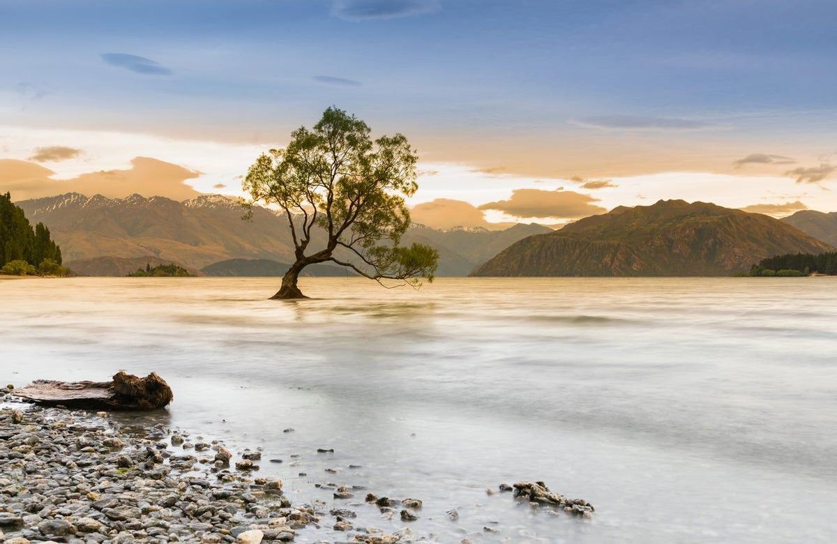 Arbol de Wanaka, Nueva Zelanda