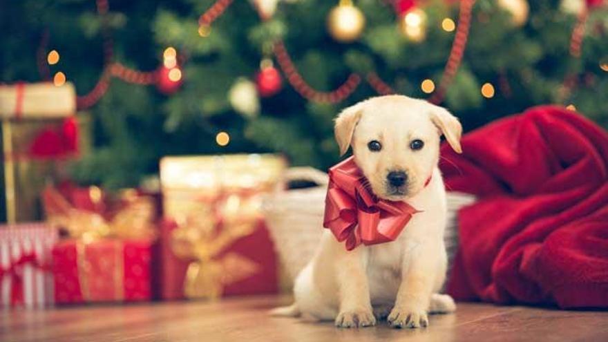 Por qué regalar un perro o un gato en Navidad no es buena idea - Levante-EMV