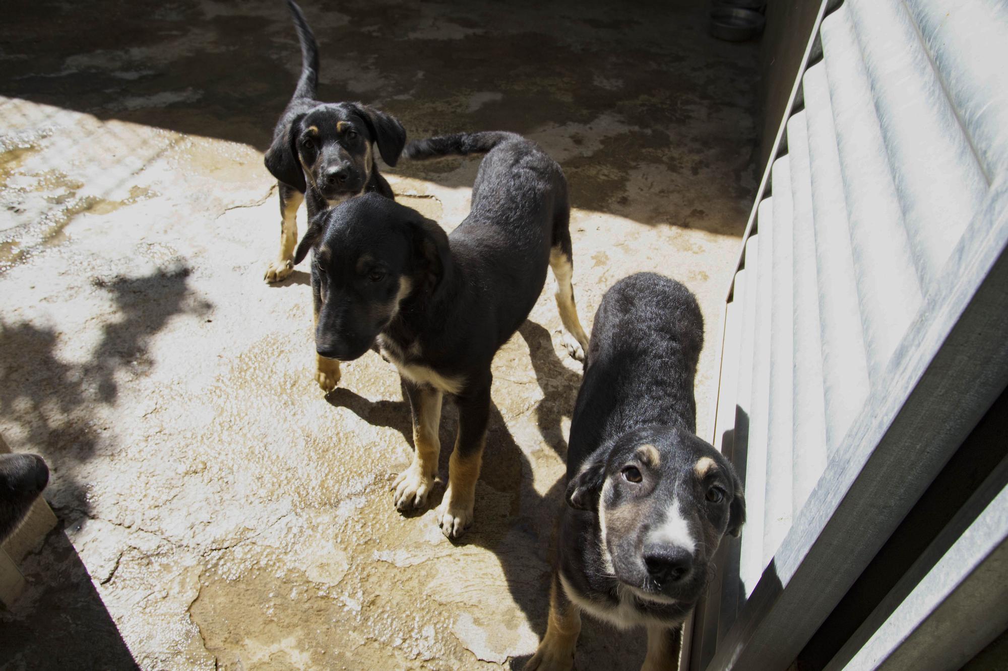 La protectora de Xàtiva alerta sobre el aumento de abandonos en verano