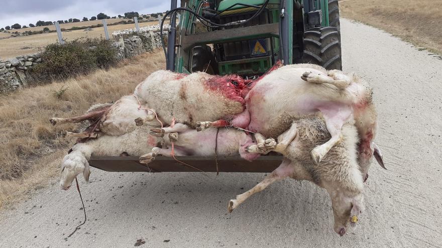 Ya hay fecha para la Orden que regula las ayudas a ganaderos por ataques de lobo