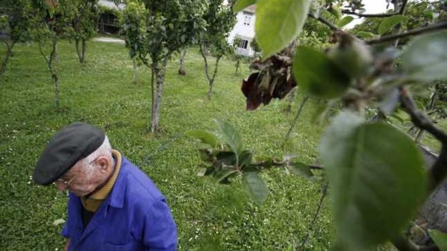 Raúl Torreiro pasea entre los árboles de su jardín y muestra, abajo, un manzano con hojas y flores quemadas.  // Bernabé/Gutier