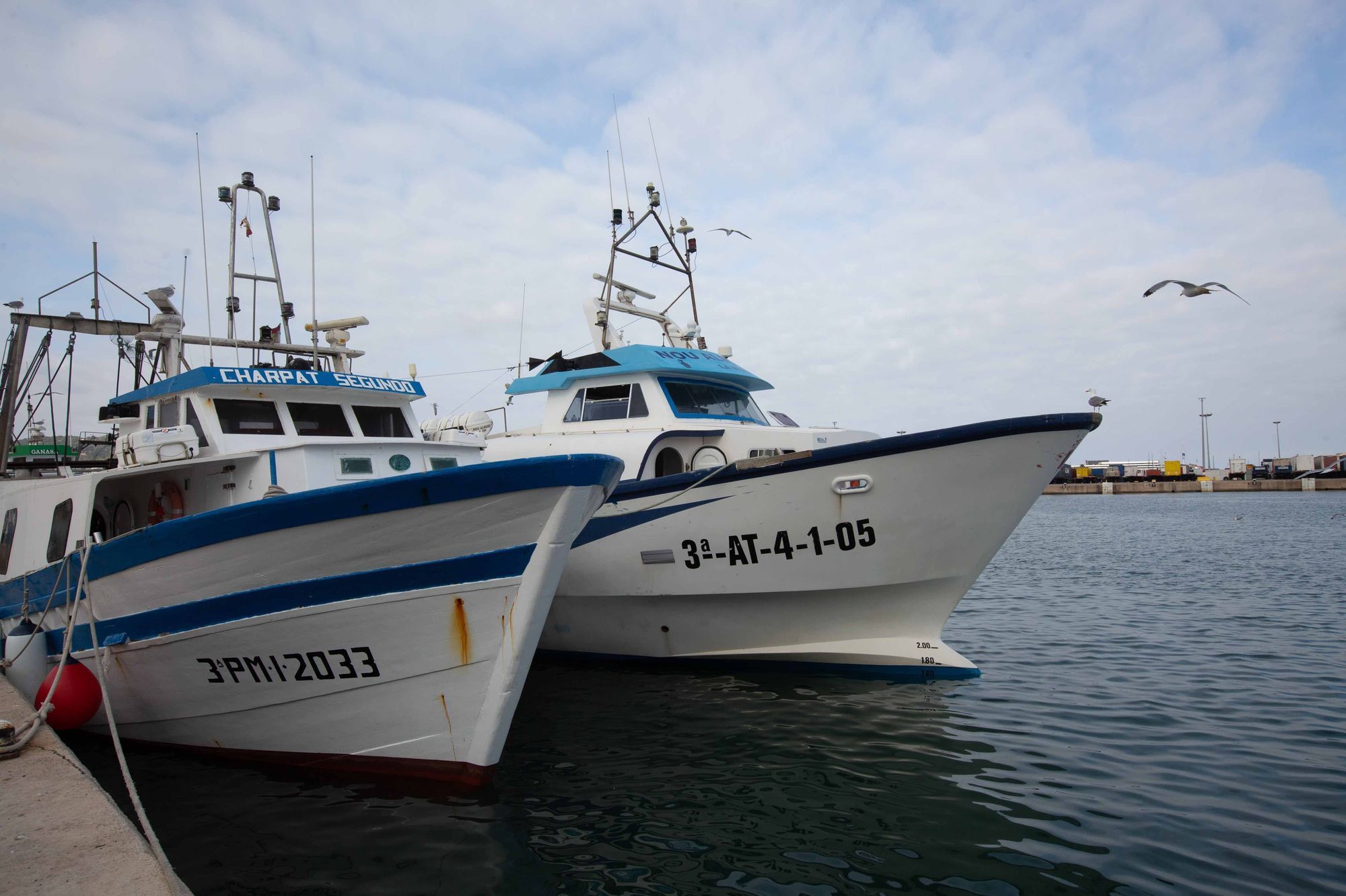 Un pescador de La Vila no sabe qué hacer con 8 atunes capturados por error en Ibiza