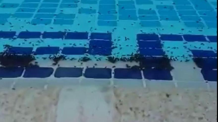 Una plaga de pulgas de agua invade piscinas de la Ribera Baixa