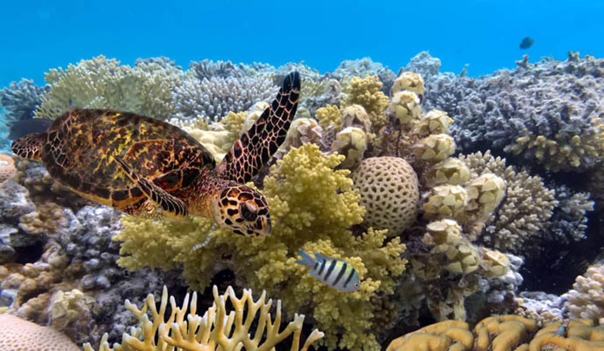 Los mejores fondos marinos del mundo