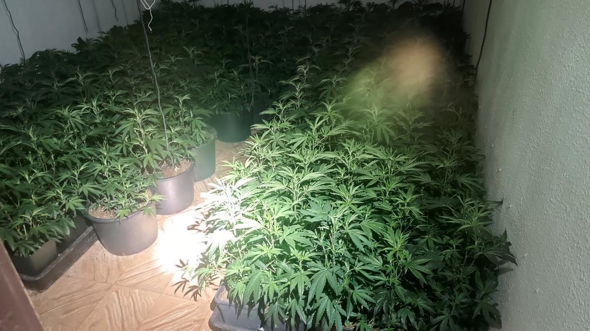 Un dels cultius de marihuana trobats a la casa ocupada de Girona.
