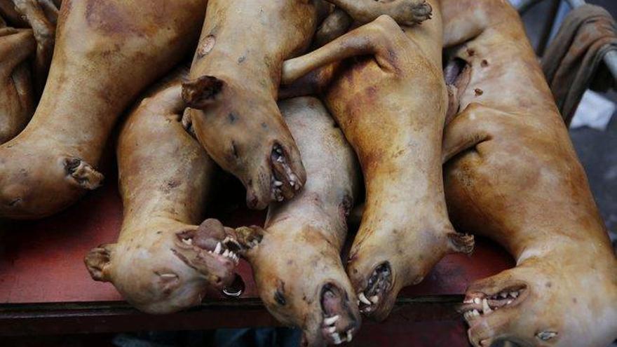 Vuelve el polémico festival de la carne del perro a la ciudad china de Yulin