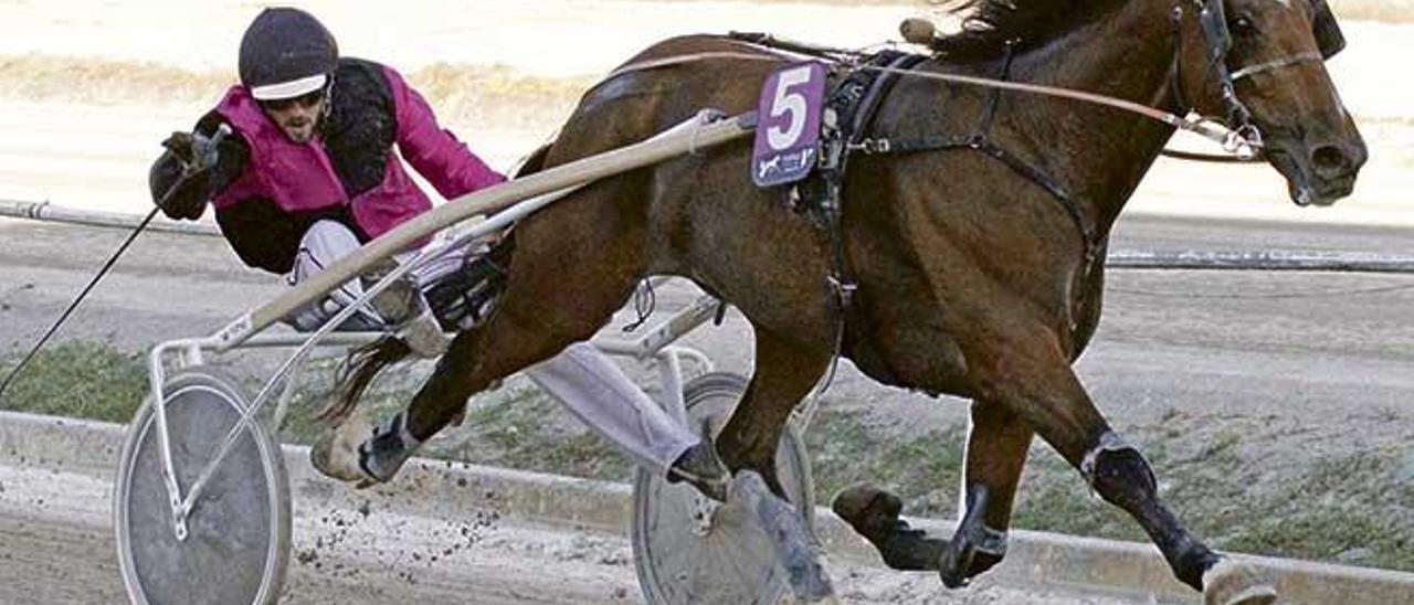 Ritz du Bocage con Jaume Fluxá celebrando sobre su sulky una de sus victorias en Manacor.