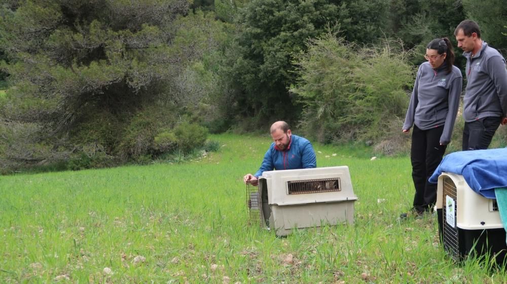 Liberan dos buitres en la finca de Binifaldó