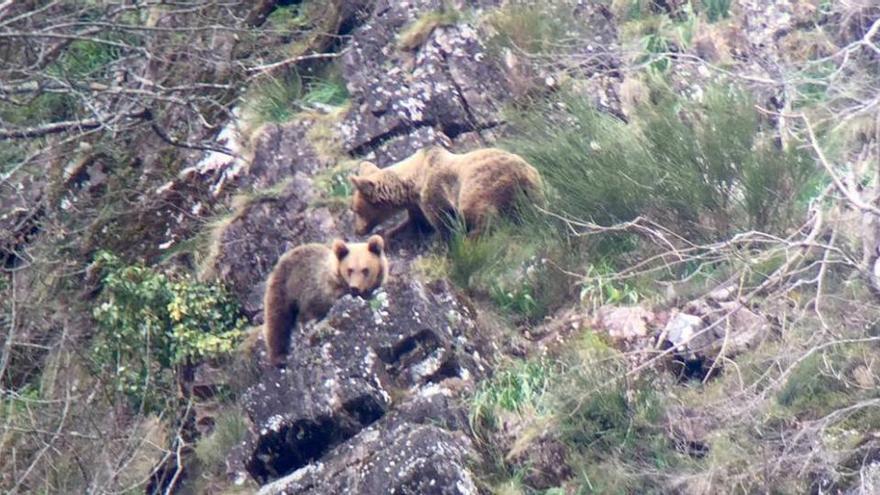 La pareja de osos, de paseo entre Gúa y Peñavera.