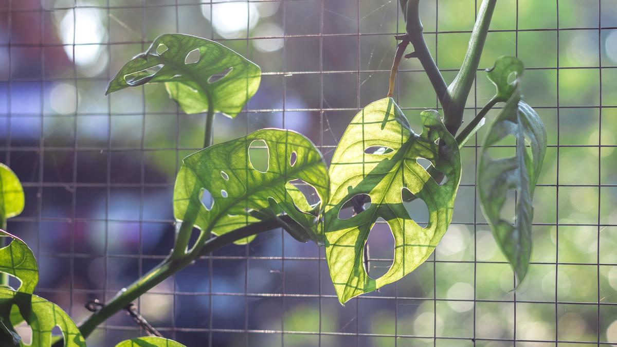 La monstera adansonii es una planta tropical que necesita mucha humedad.