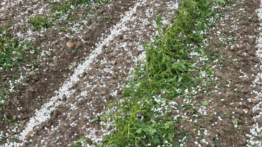 Daños causados por el granizo en una explotación de tomates de Vivares.