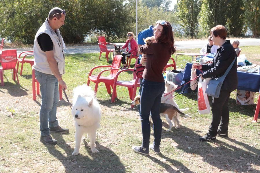 Concurso de perros en La Aldehuela