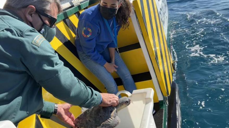 Cinc tortugues tornen a la mar després de recuperar-se en la Fundació Oceanogràfic |