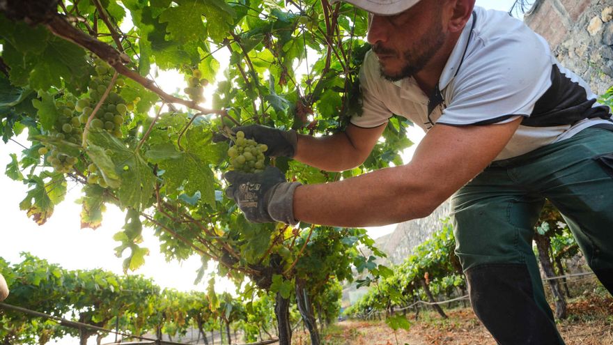 TENERIFE WINE CELLARS |  The wine stars tomorrow the proclamation of the festivities of the Virgen de la Esperanza