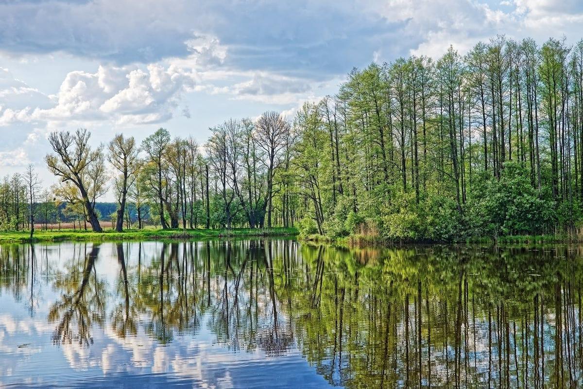 Parque Nacional de Bialowieza, Polonia