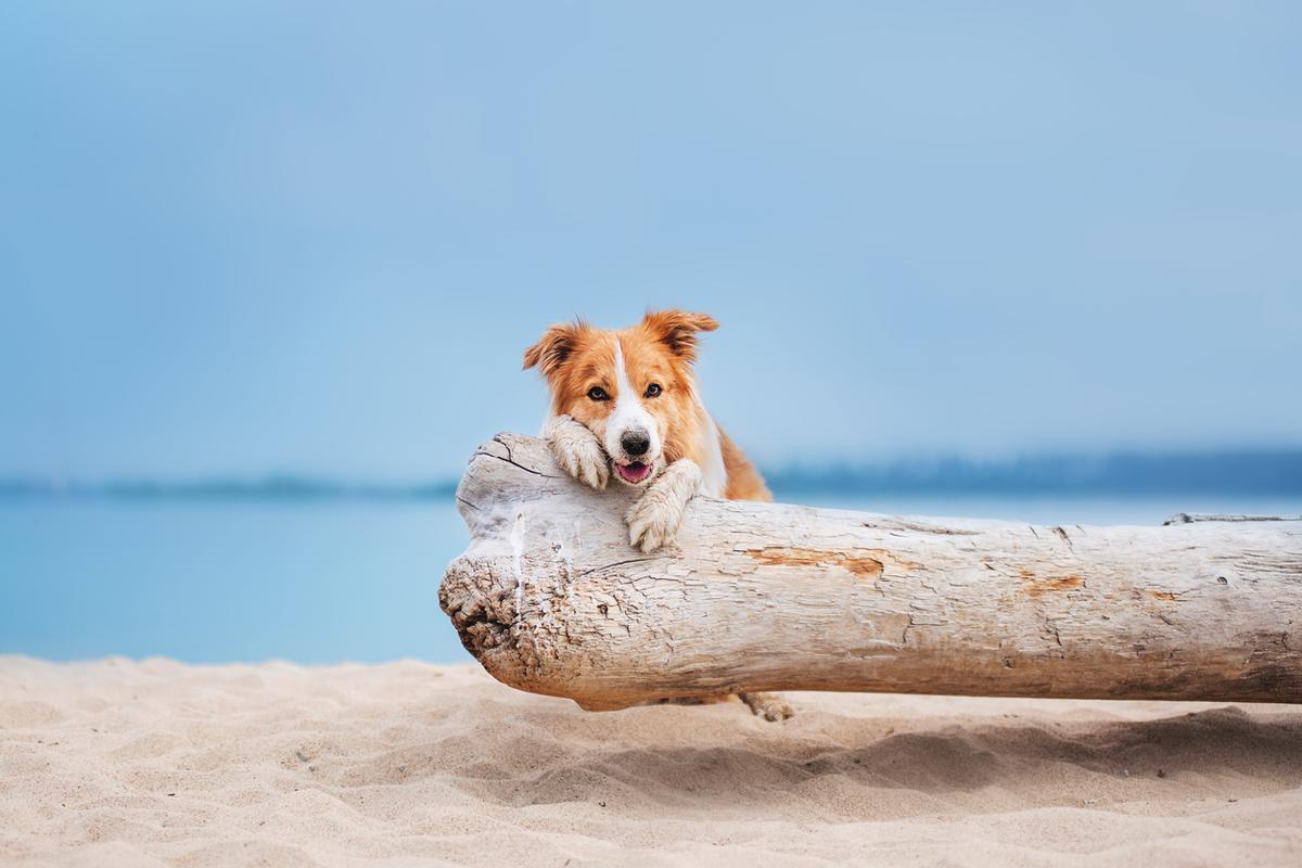 Como todo el mundo, los perros también tienen derecho a ir a la playa