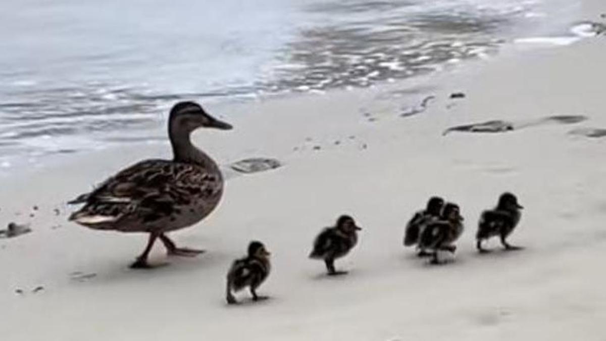 La familia de patos en Platja d'en Bossa