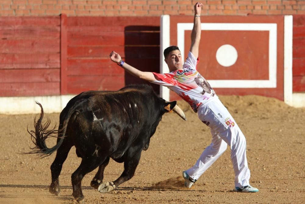 Concurso de cortes en Fuentesaúco.