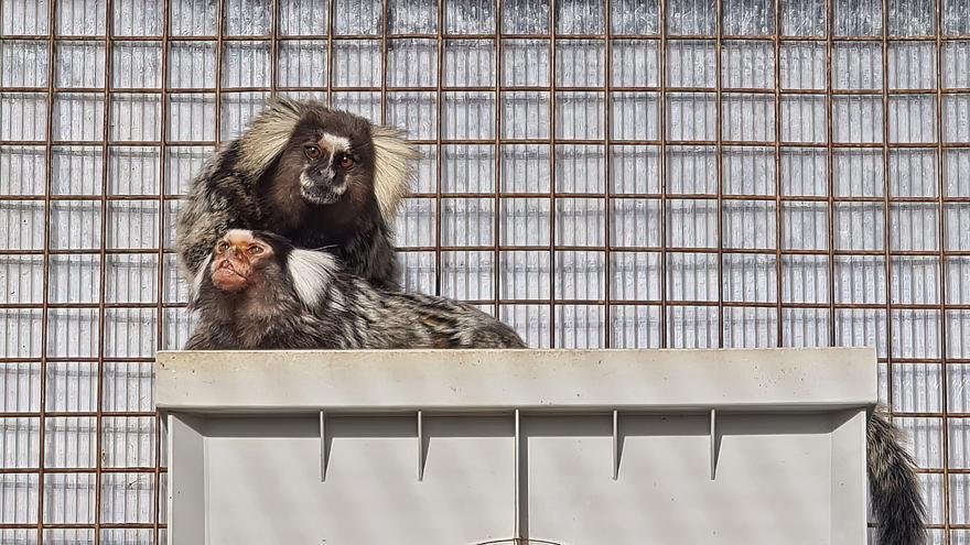 Ingresa en el Centro de Fauna Exótica de Santa Cruz una mono tití, procedente de Holanda, en busca de novio y sol