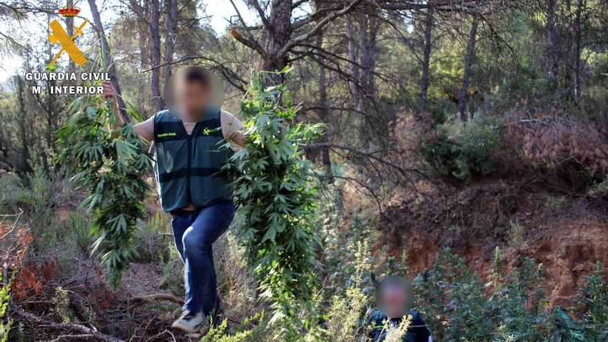 FOTOGALERÍA | Desmantelada una plantación de marihuana en Mequinenza