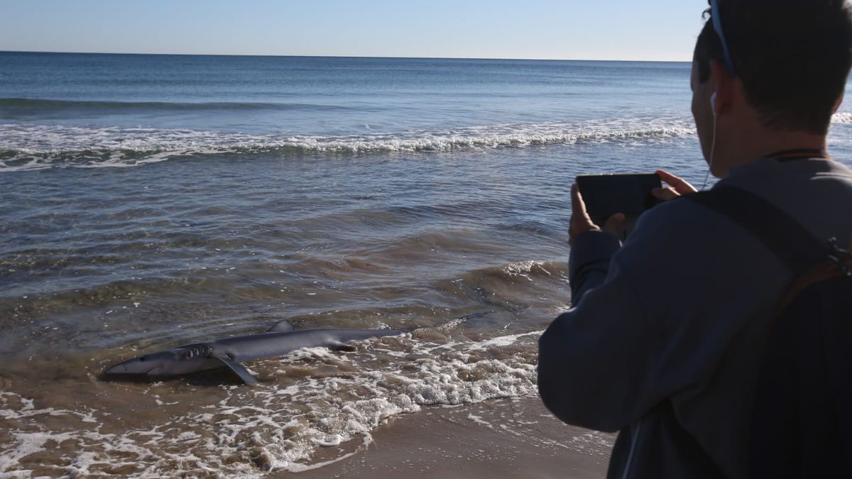 Aparece un tiburón varado en una playa valenciana