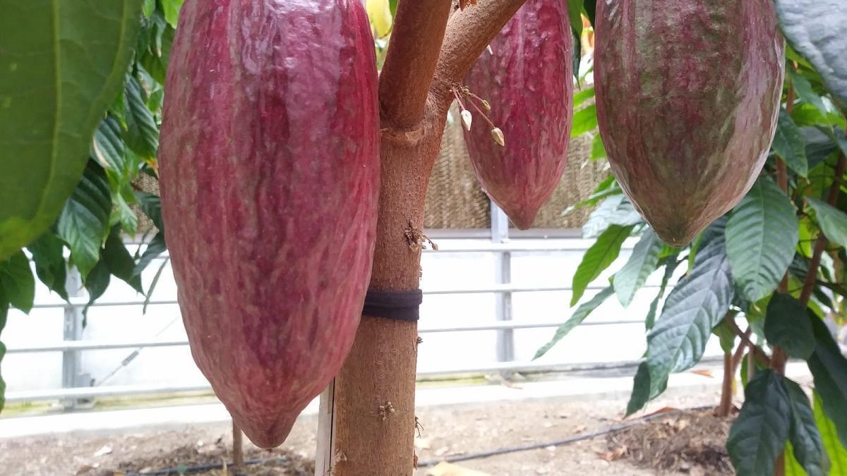 Plantaciones de cacao en Málaga en el invernadero de La Mayora.