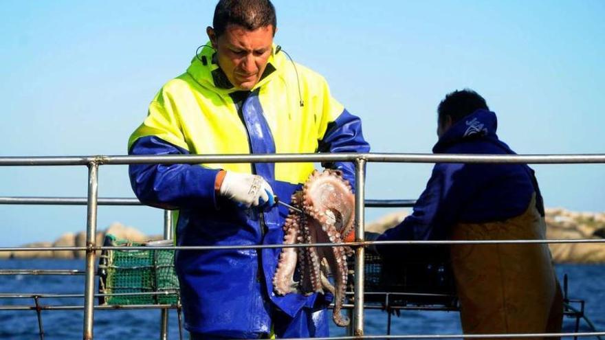 Un marinero mata un pulpo tras capturarlo en aguas gallegas.