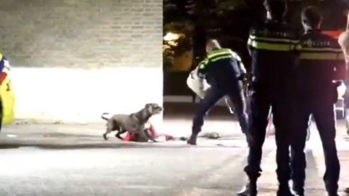 La policía trata de controlar un perro peligroso