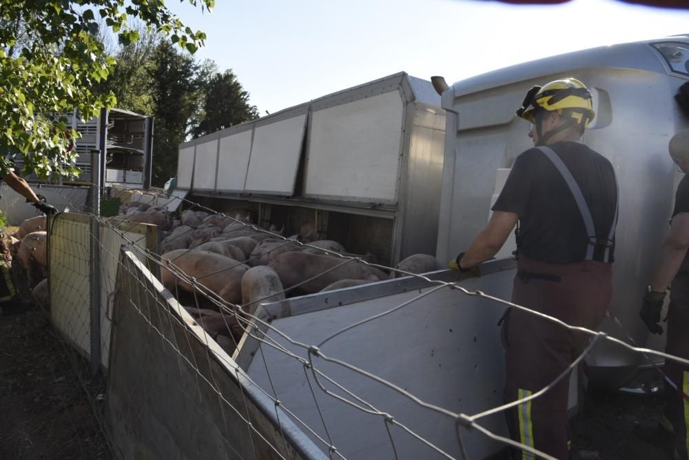 Accident d'un camió de porcs a Manresa