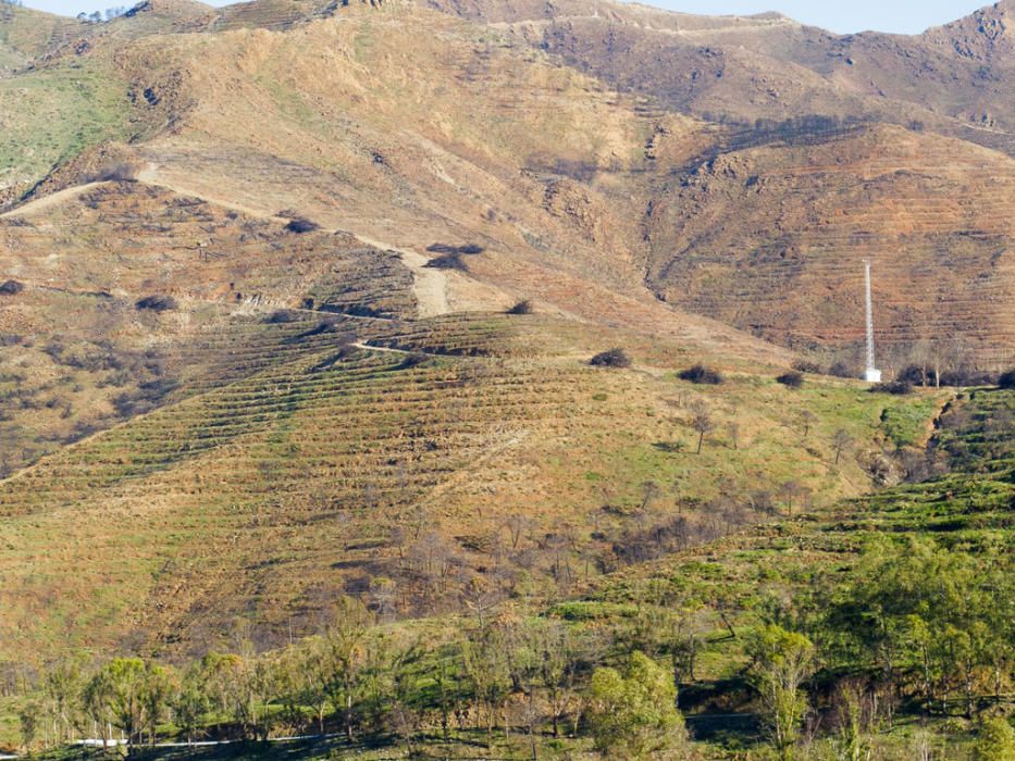 Hace cinco años, un gran incendio afectaba a 8.000 hectáreas de los municipios de Coín, Alhaurín el Grande, Mijas, Marbella, Ojén y Monda. Hoy se trabaja en recuperar las zonas afectadas.