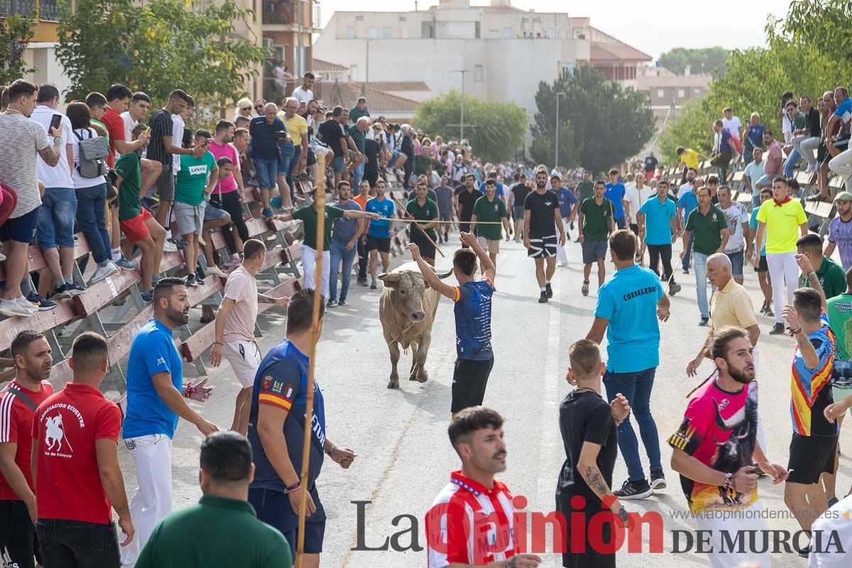 Segundo encierro de la Feria Taurina del Arroz en Calasparra