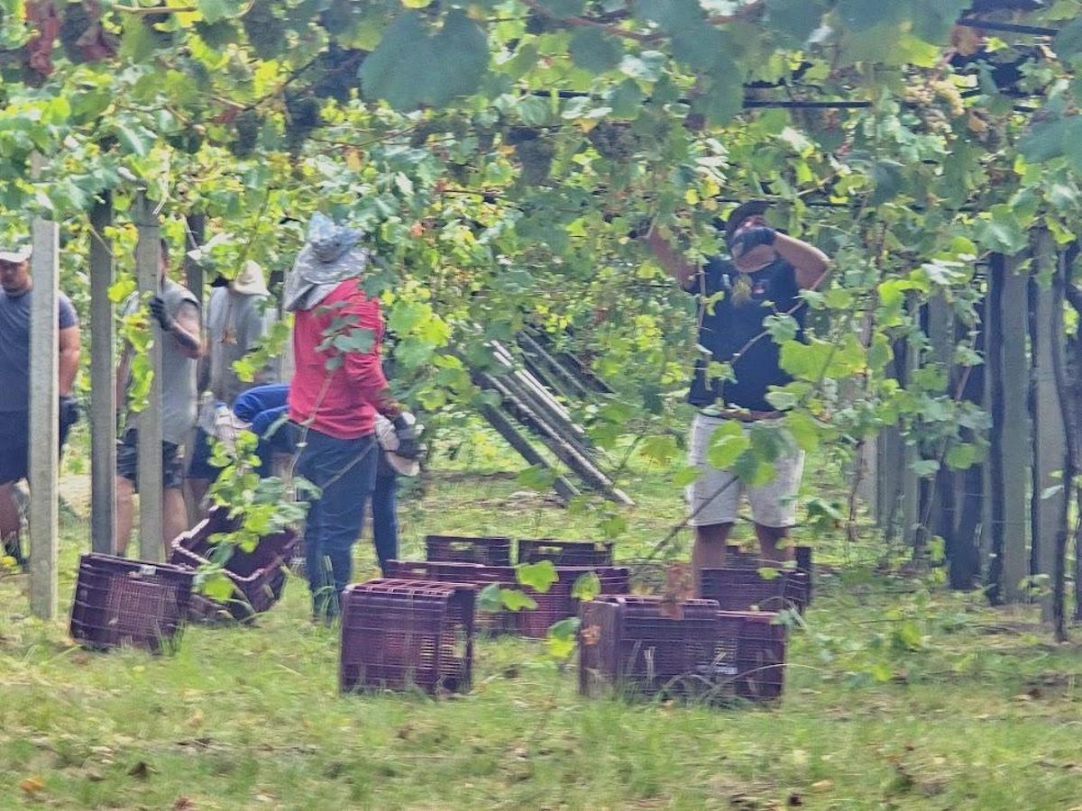 Un grupo de vendimiadores en la comarca.