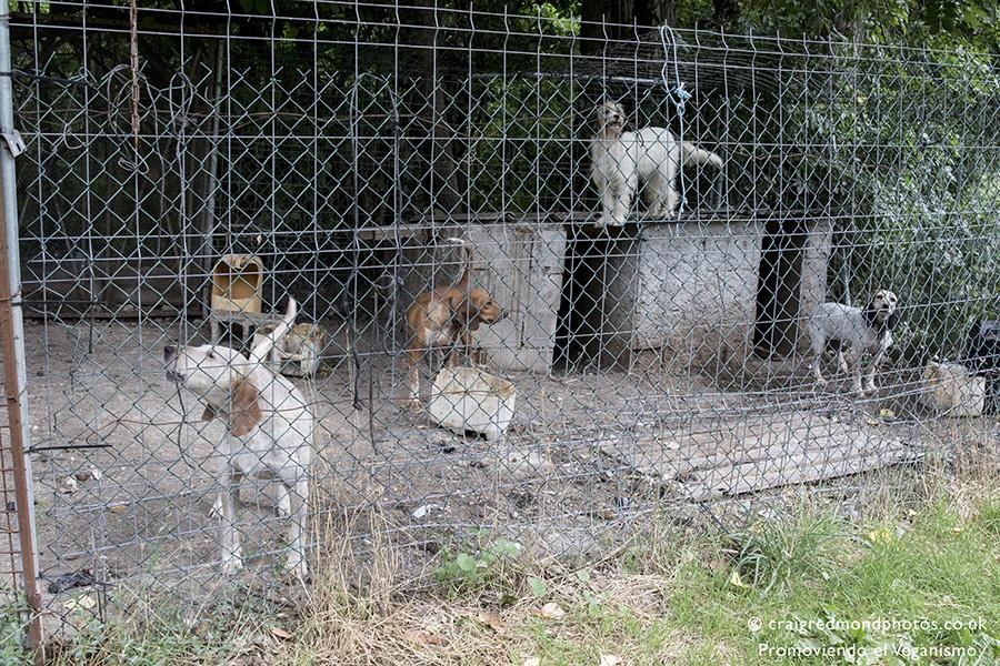 La asociación Promoviendo el Veganismo denuncia casos de maltrato a perros de caza en el Pirineo