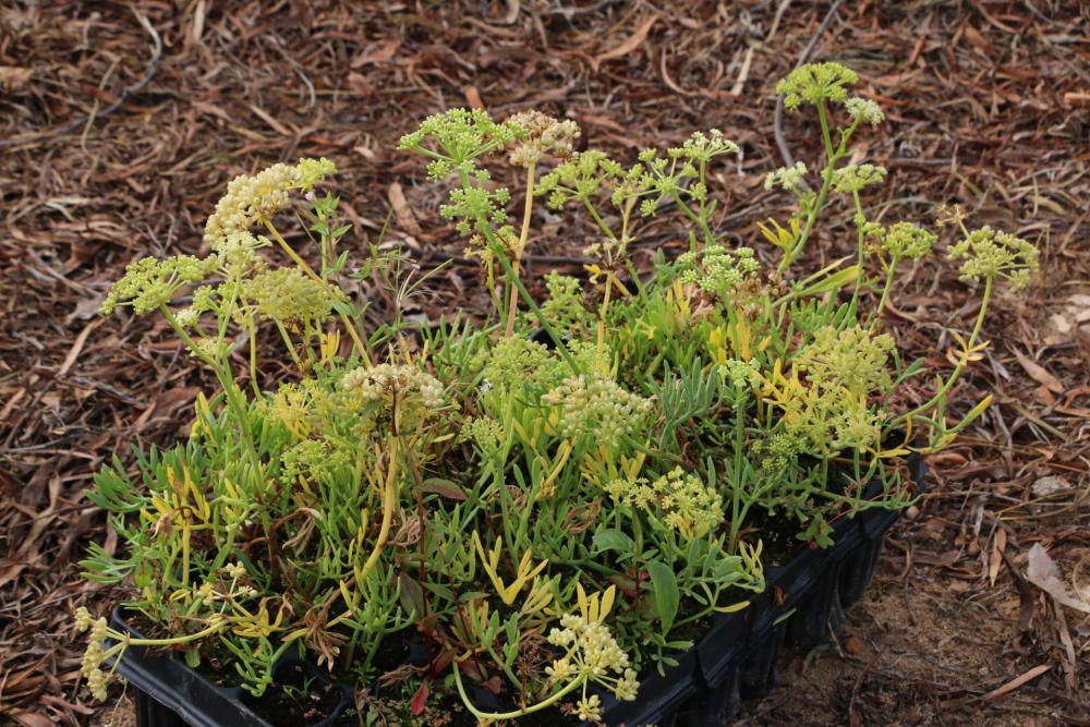 Reintroducción especies autóctonas en las dunas de