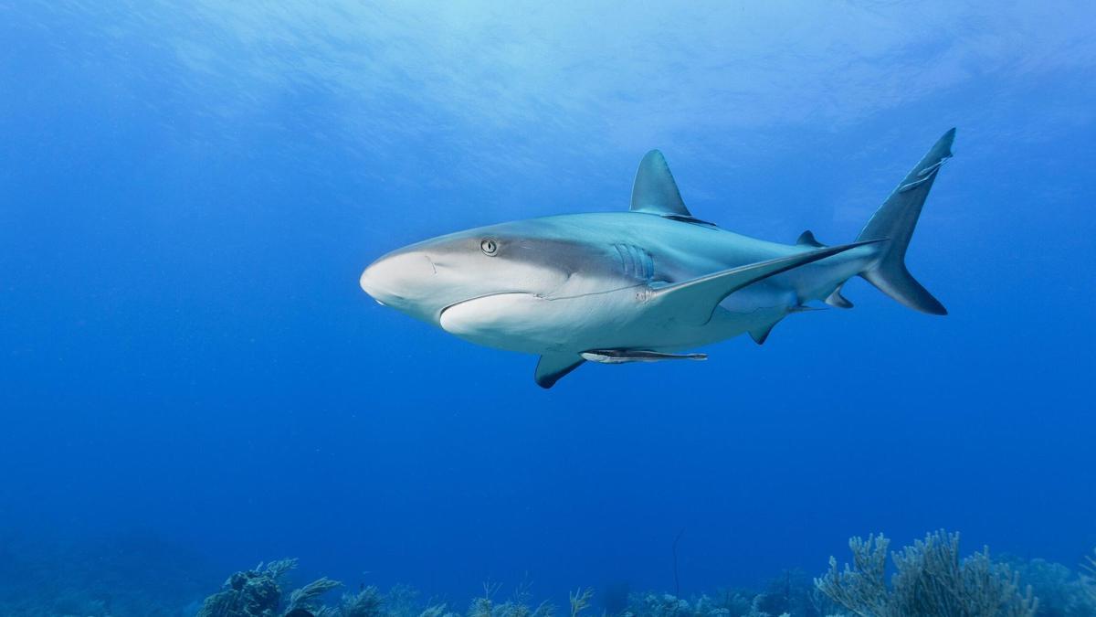 Los tiburones siguen avanzando hacia la extinción