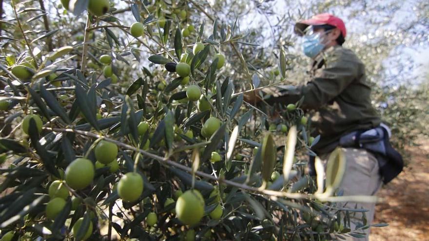 Protección y control del aceite de oliva virgen extra