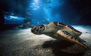 El Oceanogràfic cumple veinte 20 años cuidando la vida en los mares