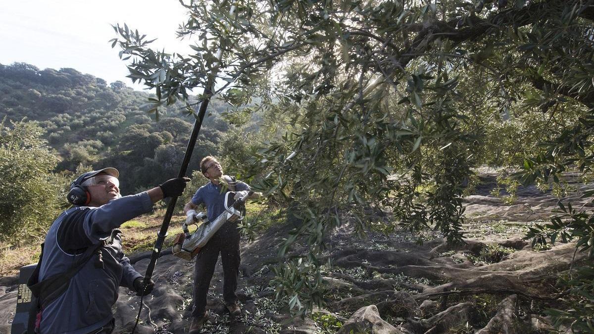 La cosecha de aceite en Andalucía subirá un 50% en la nueva campaña