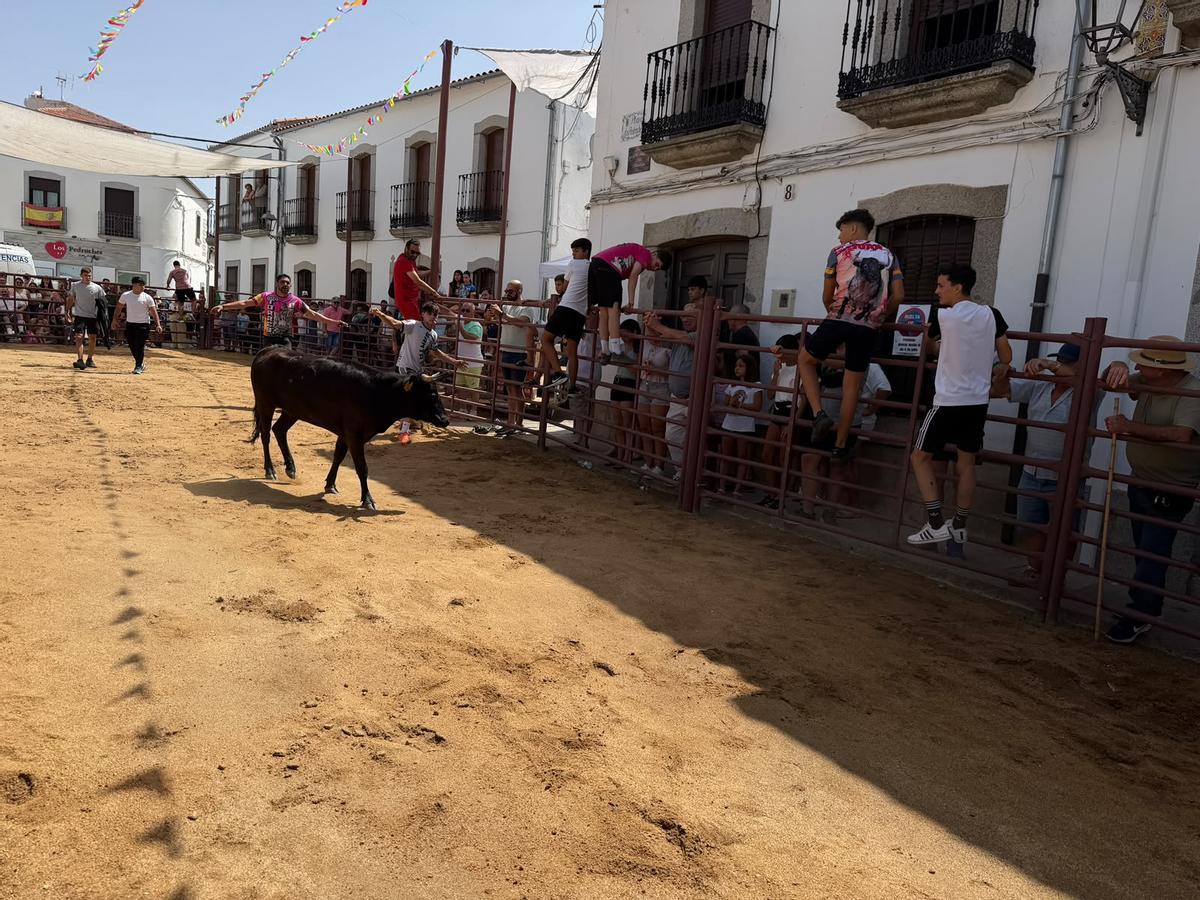 Comienzan los encierros de vacas bravas en la localidad de Alcaracejos: intensidad y emoción en las calles