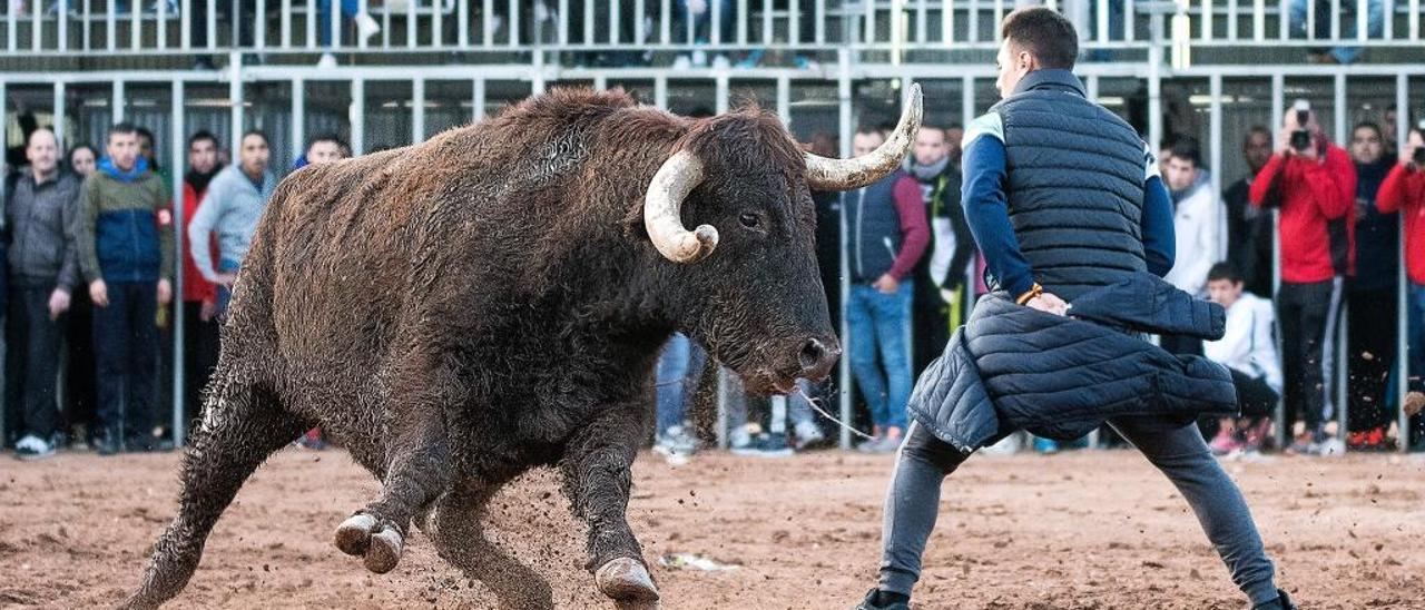 Castellnovo y Veo abren con toros cerriles