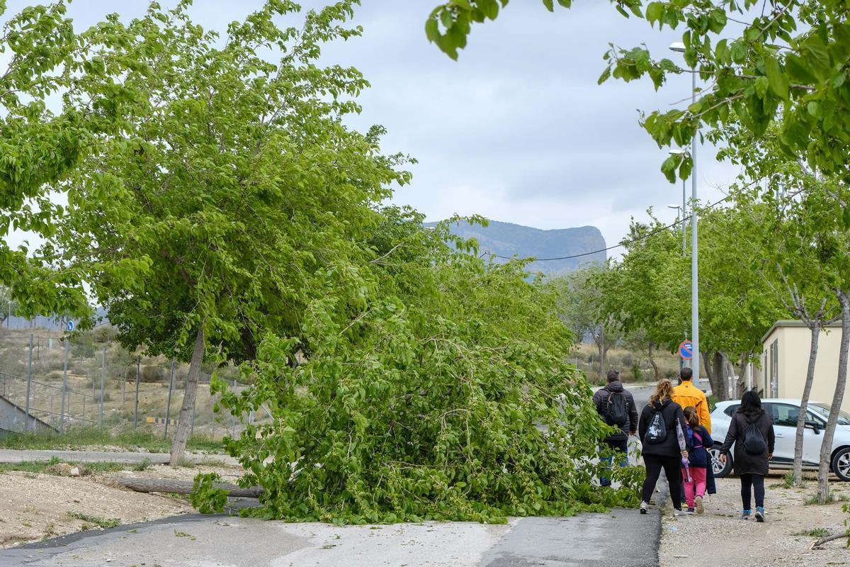 Sorteando árboles derribados por el viento camino del colegio en Elda.