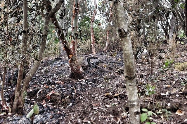 Zonas arrasadas por el incendio en el Norte de Tenerife