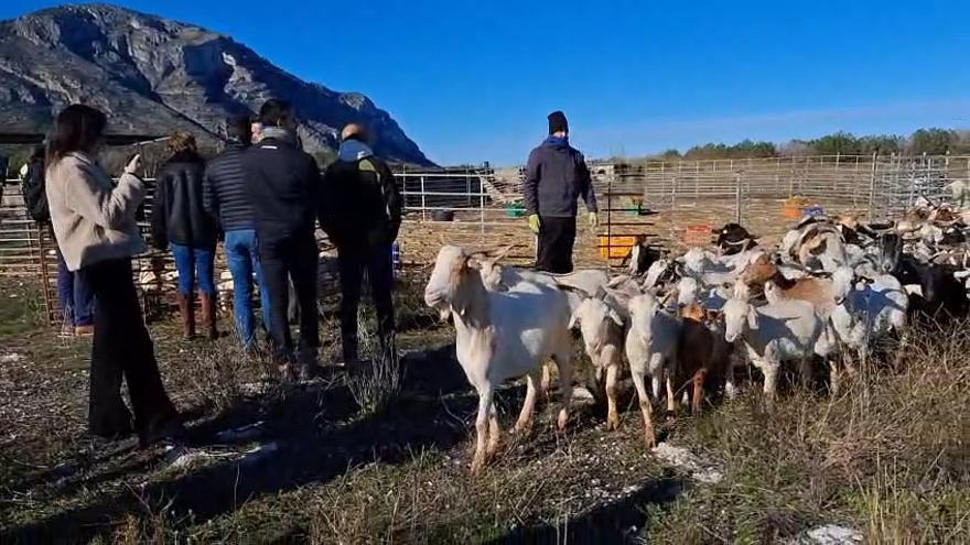 Las cabras vuelven al Montgó: paisaje y prevención de incendios