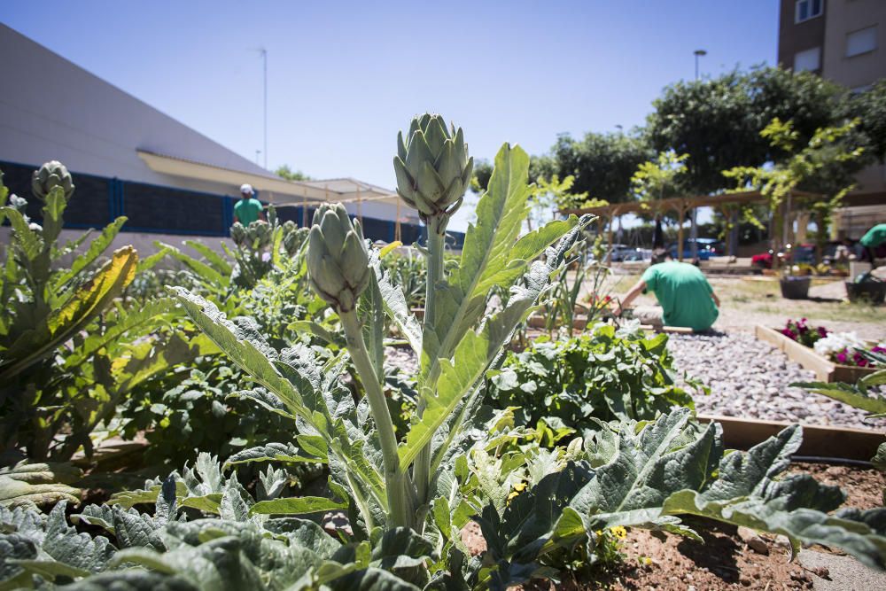 Hort interdisciplinari a l'IES Maltide Salvador de Castelló