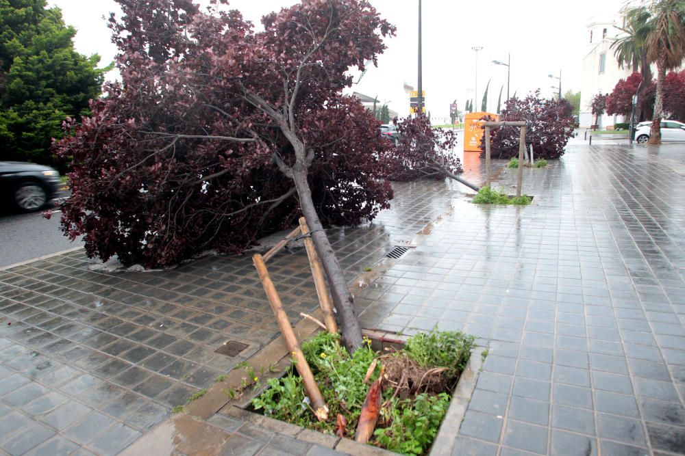 Árboles caídos en Monteolivete junto al Palau de les Arts.