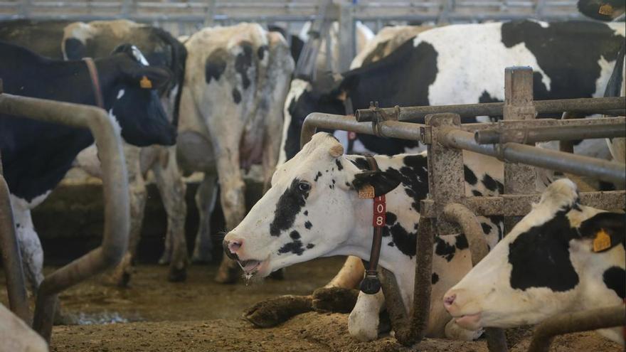 El sector lácteo gallego se tensiona al máximo por los precios, la industria, las importaciones y la falta de relevo