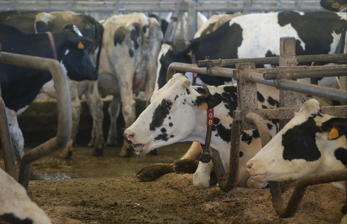 Una explotación láctea en Gaiicia