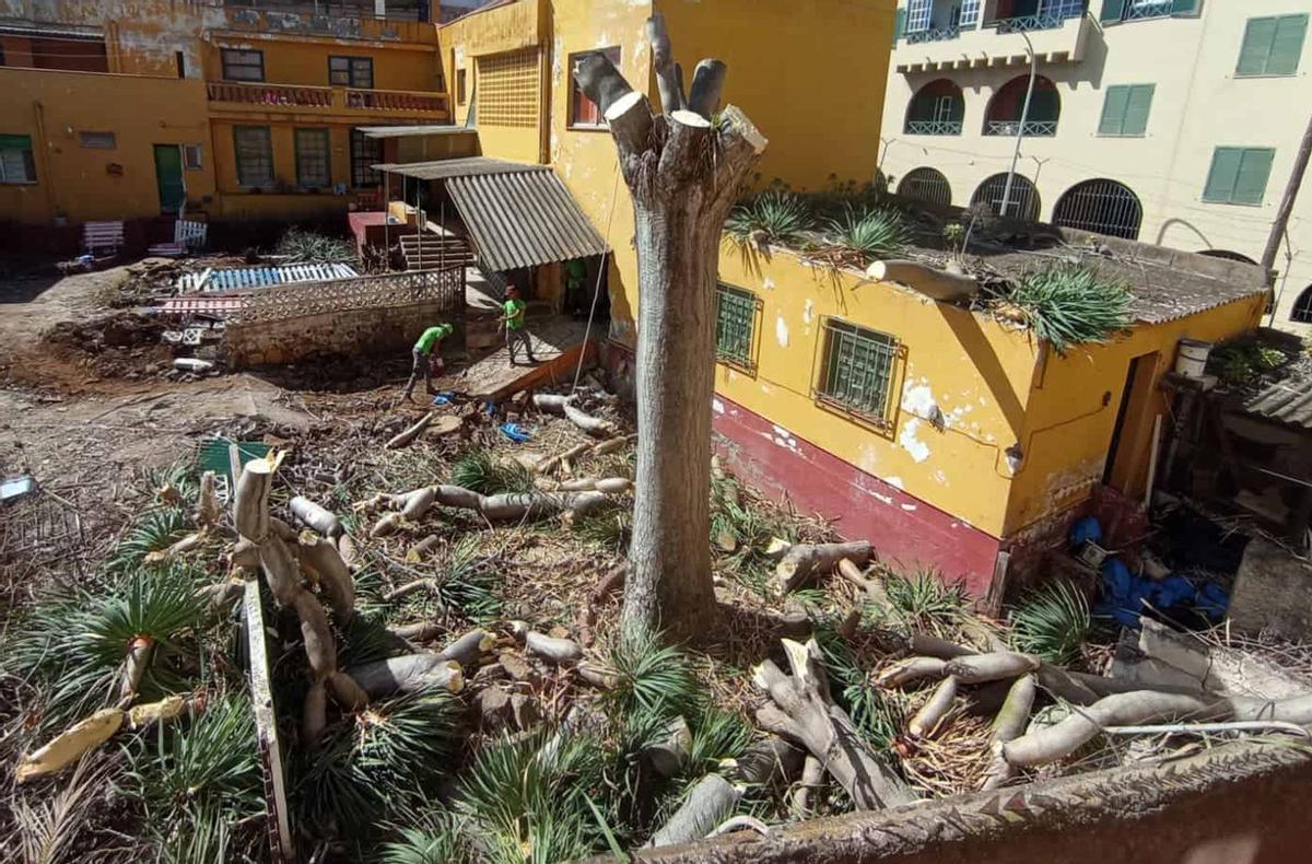 Tala del drago en un solar privado de la calle Mazurca de La Laguna. | E. D.