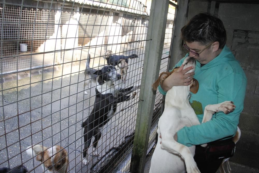 Cachorros abandonados en O Morrazo buscan un hogar